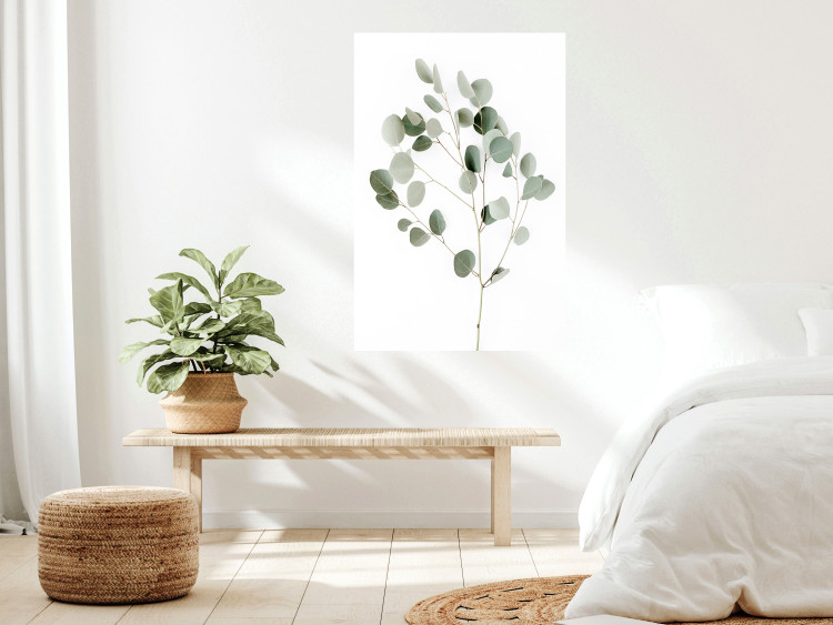 Poster Silver Eucalyptus - simple composition with green leaves on a white background 137491 additionalImage 8