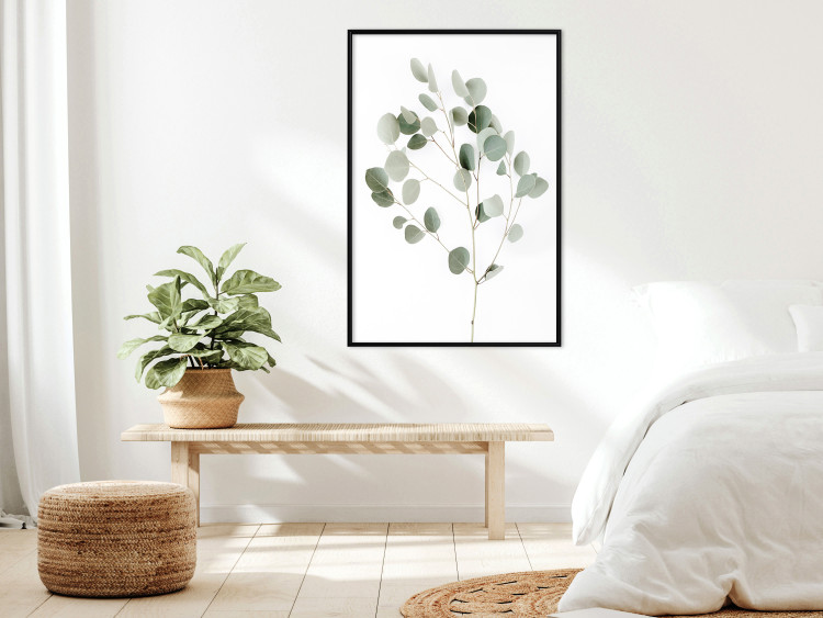 Poster Silver Eucalyptus - simple composition with green leaves on a white background 137491 additionalImage 16