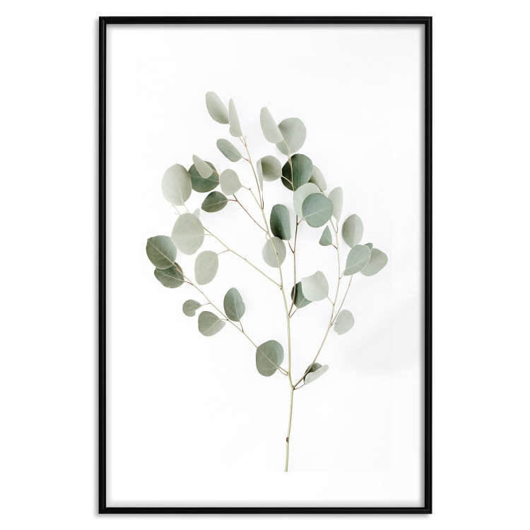 Poster Silver Eucalyptus - simple composition with green leaves on a white background 137491 additionalImage 4