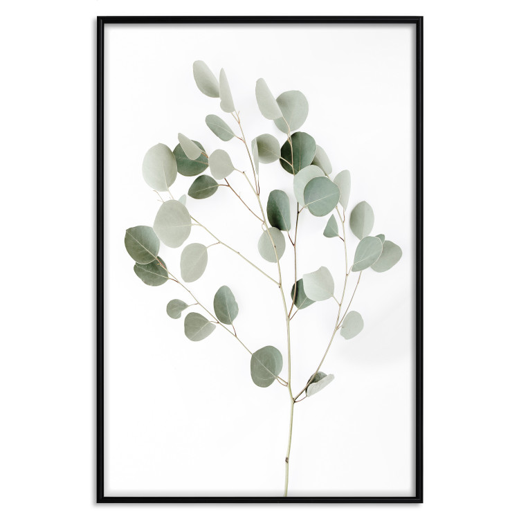 Poster Silver Eucalyptus - simple composition with green leaves on a white background 137491 additionalImage 5