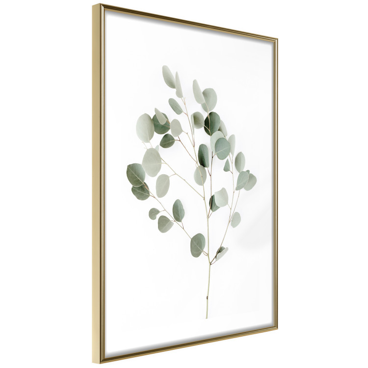 Poster Silver Eucalyptus - simple composition with green leaves on a white background 137491 additionalImage 21