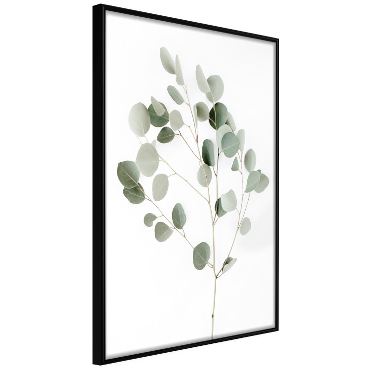 Poster Silver Eucalyptus - simple composition with green leaves on a white background 137491 additionalImage 24