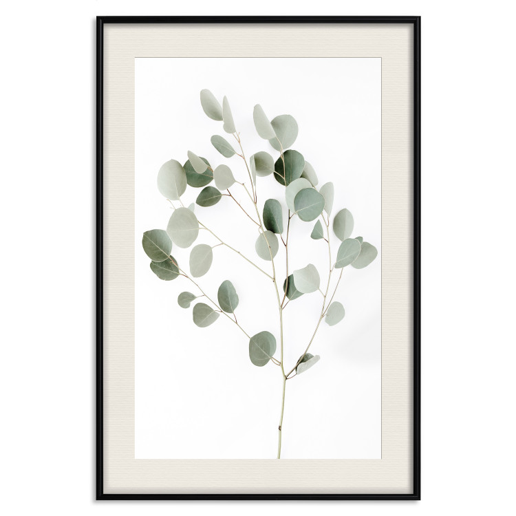 Poster Silver Eucalyptus - simple composition with green leaves on a white background 137491 additionalImage 3