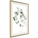 Poster Silver Eucalyptus - simple composition with green leaves on a white background 137491 additionalThumb 19