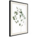 Poster Silver Eucalyptus - simple composition with green leaves on a white background 137491 additionalThumb 20