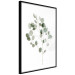 Poster Silver Eucalyptus - simple composition with green leaves on a white background 137491 additionalThumb 16