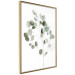 Poster Silver Eucalyptus - simple composition with green leaves on a white background 137491 additionalThumb 22