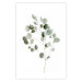 Poster Silver Eucalyptus - simple composition with green leaves on a white background 137491 additionalThumb 9