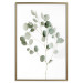 Poster Silver Eucalyptus - simple composition with green leaves on a white background 137491 additionalThumb 4