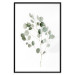 Poster Silver Eucalyptus - simple composition with green leaves on a white background 137491 additionalThumb 2