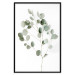Poster Silver Eucalyptus - simple composition with green leaves on a white background 137491 additionalThumb 5