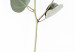Poster Silver Eucalyptus - simple composition with green leaves on a white background 137491 additionalThumb 25