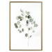 Poster Silver Eucalyptus - simple composition with green leaves on a white background 137491 additionalThumb 3