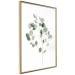 Poster Silver Eucalyptus - simple composition with green leaves on a white background 137491 additionalThumb 21