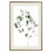 Poster Silver Eucalyptus - simple composition with green leaves on a white background 137491 additionalThumb 2
