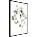 Poster Silver Eucalyptus - simple composition with green leaves on a white background 137491 additionalThumb 24
