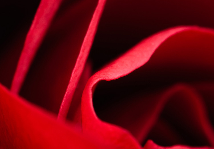Poster Delicate Flower - Close-up Photo of Red Rose Petals 144591 additionalImage 5