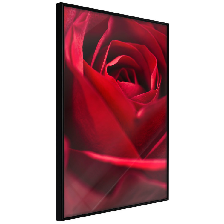 Poster Delicate Flower - Close-up Photo of Red Rose Petals 144591 additionalImage 7