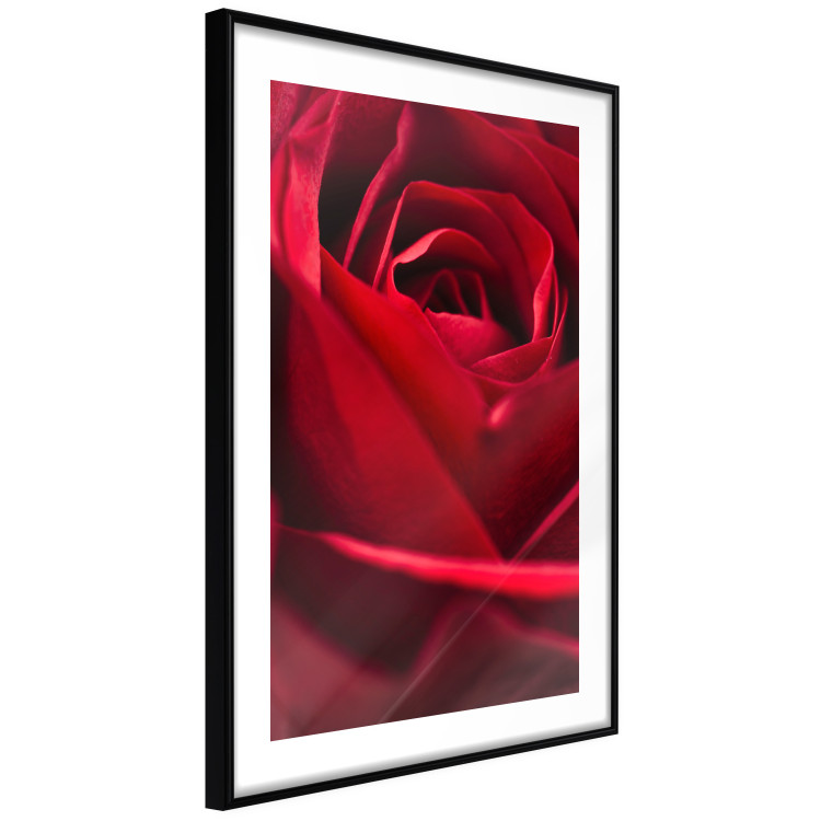 Poster Delicate Flower - Close-up Photo of Red Rose Petals 144591 additionalImage 8