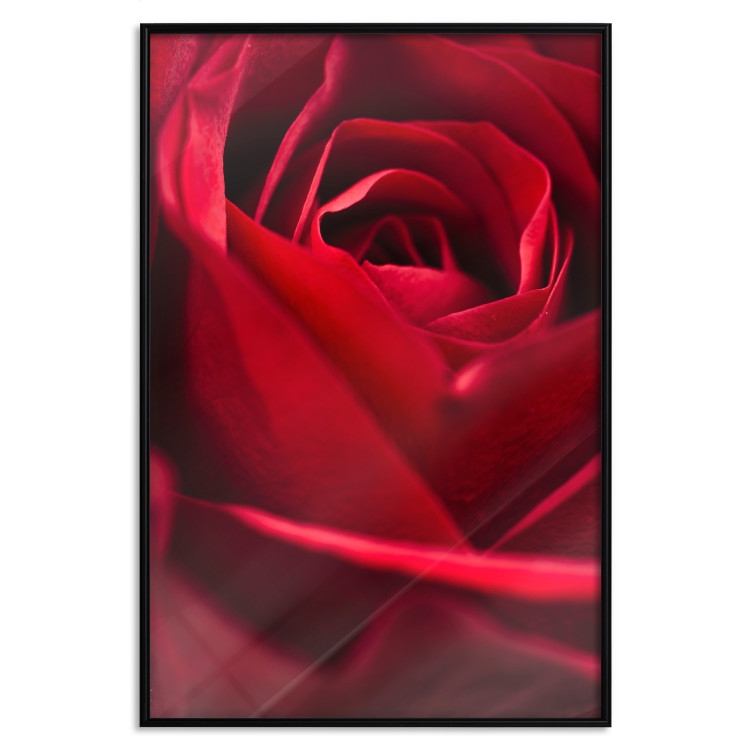 Poster Delicate Flower - Close-up Photo of Red Rose Petals 144591 additionalImage 19