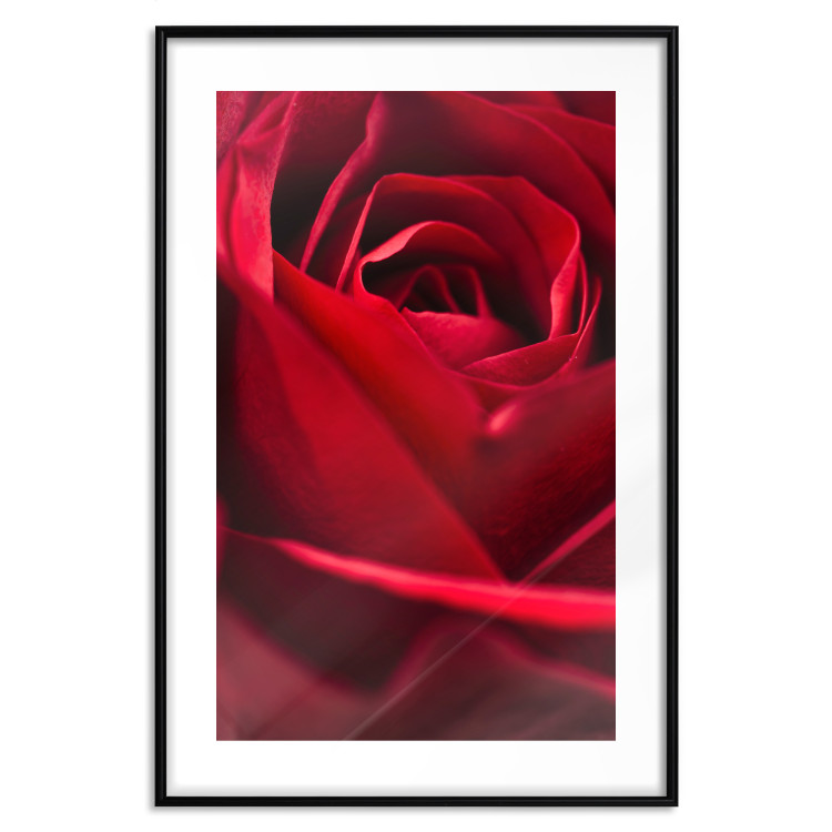 Poster Delicate Flower - Close-up Photo of Red Rose Petals 144591 additionalImage 24