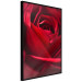 Poster Delicate Flower - Close-up Photo of Red Rose Petals 144591 additionalThumb 7