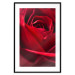 Poster Delicate Flower - Close-up Photo of Red Rose Petals 144591 additionalThumb 24