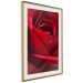 Poster Delicate Flower - Close-up Photo of Red Rose Petals 144591 additionalThumb 15