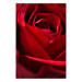 Poster Delicate Flower - Close-up Photo of Red Rose Petals 144591