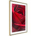 Poster Delicate Flower - Close-up Photo of Red Rose Petals 144591 additionalThumb 4