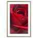 Poster Delicate Flower - Close-up Photo of Red Rose Petals 144591 additionalThumb 25