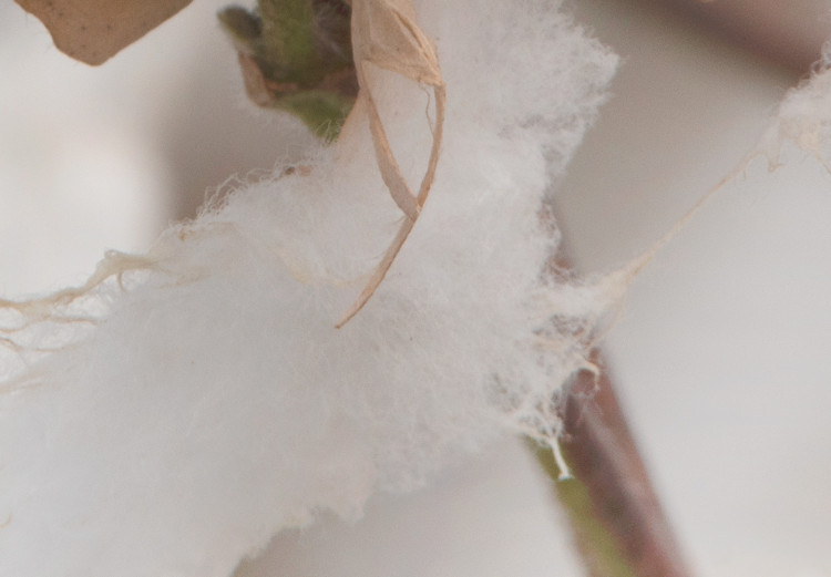Canvas Cotton Twigs - Natural Photo of a Plant in the Style of a Boho 146391 additionalImage 5