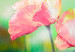 Canvas Meadow Full of Pale Poppies (3-piece) - flowers on a green grass background 47391 additionalThumb 3