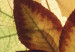 Canvas Collage - leaves 50591 additionalThumb 4