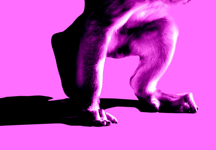 Wall Poster Little Monkey - looking down animal on a pink background 115202 additionalImage 9