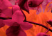 Wall Poster Spring Saturation - plant composition with pink flowers amidst black 118402 additionalThumb 11