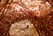 Poster Fulfilled Dreams - autumn forest landscape with falling leaves 123902 additionalThumb 9