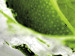 Canvas Print Refreshing lime 58502 additionalThumb 4