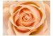 Photo Wallpaper Peach Rose - Natural Plant Motif with a Rose Flower in the Center 60302 additionalThumb 1