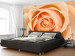 Photo Wallpaper Peach Rose - Natural Plant Motif with a Rose Flower in the Center 60302