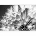 Photo Wallpaper Flower close-up - close-up of a black and white blowfly with droplets 90402 additionalThumb 1