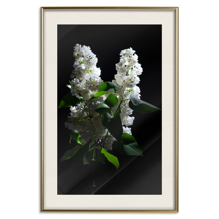 Poster Lilacs at Night - composition of spring white flowers amidst deep black 121912 additionalImage 19