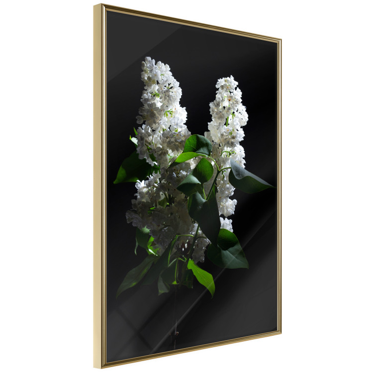 Poster Lilacs at Night - composition of spring white flowers amidst deep black 121912 additionalImage 12