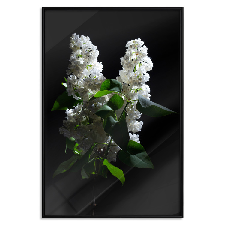 Poster Lilacs at Night - composition of spring white flowers amidst deep black 121912 additionalImage 24