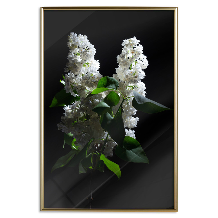 Poster Lilacs at Night - composition of spring white flowers amidst deep black 121912 additionalImage 20