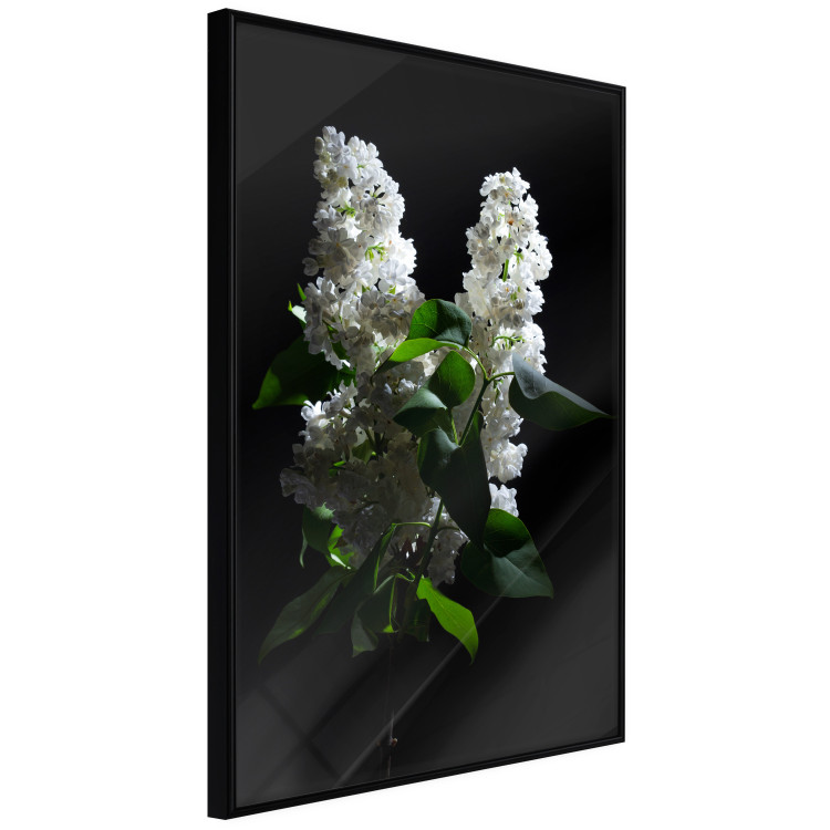 Poster Lilacs at Night - composition of spring white flowers amidst deep black 121912 additionalImage 11