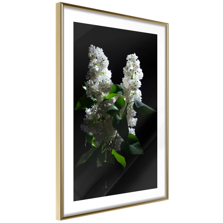 Poster Lilacs at Night - composition of spring white flowers amidst deep black 121912 additionalImage 6