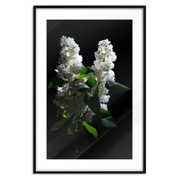 Poster Lilacs at Night - composition of spring white flowers amidst deep black 121912 additionalImage 17