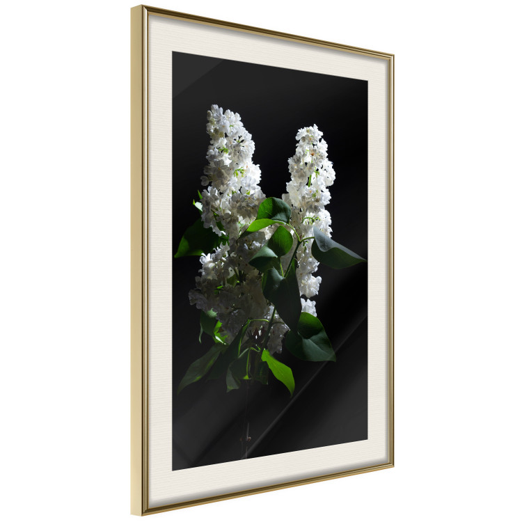 Poster Lilacs at Night - composition of spring white flowers amidst deep black 121912 additionalImage 2