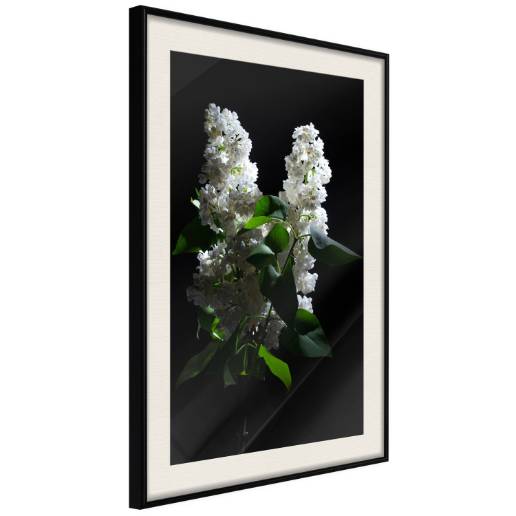 Poster Lilacs at Night - composition of spring white flowers amidst deep black 121912 additionalImage 3